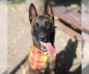 Mutt Dogs for adoption in San Antonio, TX, USA