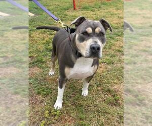 Staffordshire Bull Terrier-Unknown Mix Dogs for adoption in Naples, FL, USA