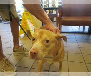 - Mix Dogs for adoption in Ocala, FL, USA