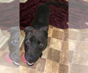 Labrador Retriever-Unknown Mix Dogs for adoption in Tallahassee, FL, USA