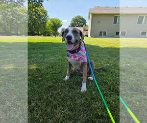 Mutt Dogs for adoption in Crystal, MN, USA