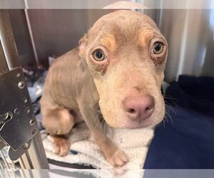 Mutt Dogs for adoption in New York, NY, USA