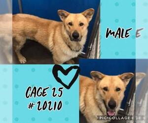 German Shepherd Dog-Unknown Mix Dogs for adoption in Greenville, TX, USA