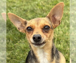 Chihuahua-Unknown Mix Dogs for adoption in Jefferson, WI, USA