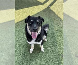German Shepherd Dog-Unknown Mix Dogs for adoption in Pasadena, TX, USA
