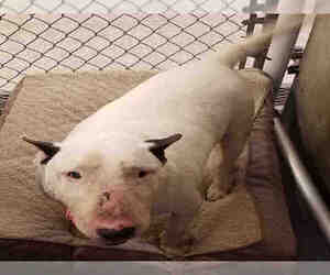 Bull Terrier Dogs for adoption in Lodi, CA, USA