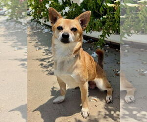 Chihuahua-Unknown Mix Dogs for adoption in Newport Beach, CA, USA