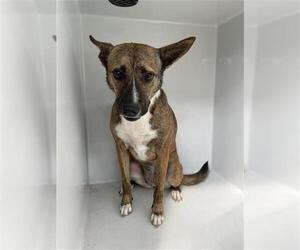 Holland Shepherd-Unknown Mix Dogs for adoption in Houston, TX, USA