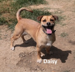Mutt Dogs for adoption in Mountain View, AR, USA