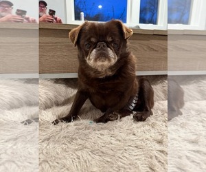Brussels Griffon-Unknown Mix Dogs for adoption in Princeton, MN, USA