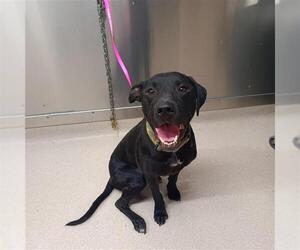 American Pit Bull Terrier-Labrador Retriever Mix Dogs for adoption in Fairbanks, AK, USA