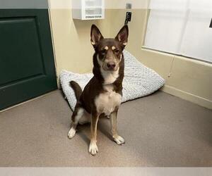 Siberian Husky-Unknown Mix Dogs for adoption in Pasadena, CA, USA