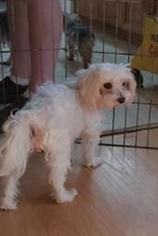 Maltese Dogs for adoption in Reeds, MO, USA