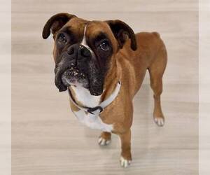 Boxer Dogs for adoption in Gwinn, MI, USA