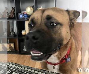 Akita Dogs for adoption in Pendleton, NY, USA