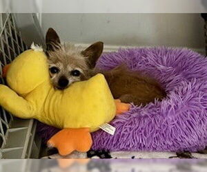 Mutt Dogs for adoption in Holly Springs, NC, USA