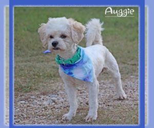 Maltese-Unknown Mix Dogs for adoption in Cranston, RI, USA