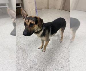German Shepherd Dog-Unknown Mix Dogs for adoption in Conroe, TX, USA