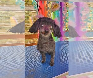 Poodle (Miniature)-Unknown Mix Dogs for adoption in Woodland Hills, CA, USA
