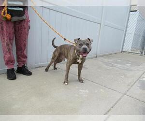 American Staffordshire Terrier Dogs for adoption in Louisville, KY, USA