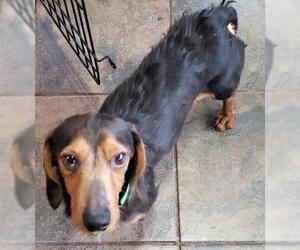 Dachshund Dogs for adoption in Alexandria, KY, USA