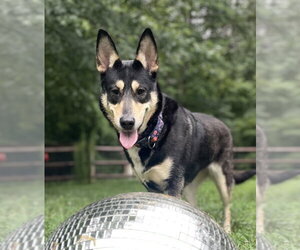 German Shepherd Dog-Unknown Mix Dogs for adoption in Mooresville, NC, USA