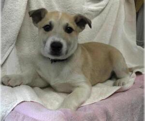 Mutt Dogs for adoption in Thief River Falls, MN, USA