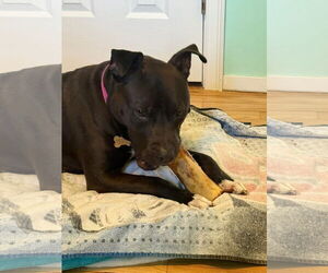 American Pit Bull Terrier-Unknown Mix Dogs for adoption in Woodbury, NY, USA