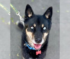 German Shepherd Dog-Siberian Husky Mix Dogs for adoption in Lake Forest, CA, USA