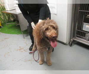 Aussiedoodle Dogs for adoption in Ocala, FL, USA