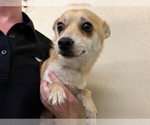 Chihuahua-Unknown Mix Dogs for adoption in Santa Rosa, CA, USA