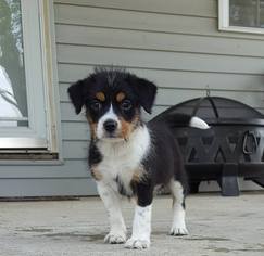 Medium Photo #1 Meagle Puppy For Sale in Alton, IL, USA