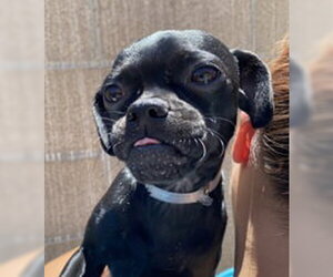 Pug Dogs for adoption in Salinas, CA, USA