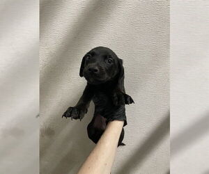 Labrador Retriever Dogs for adoption in Stockton, CA, USA