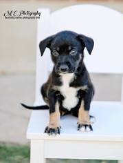 Border Collie Dogs for adoption in Salt Lake City, UT, USA