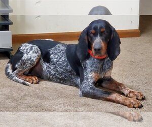 Bluetick Coonhound-Unknown Mix Dogs for adoption in Livonia, MI, USA