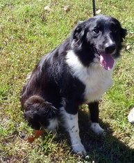 Border Collie Dogs for adoption in Livingston, TX, USA