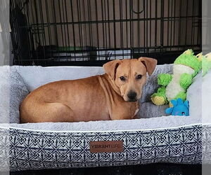 Labrador Retriever-Unknown Mix Dogs for adoption in Holly Springs, NC, USA