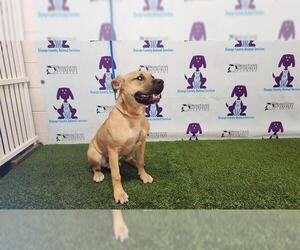 American Pit Bull Terrier Dogs for adoption in Orlando, FL, USA