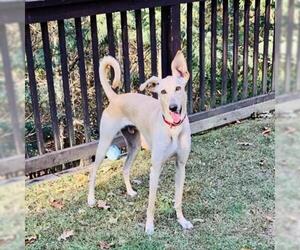 Saluki Dogs for adoption in Cumming, GA, USA