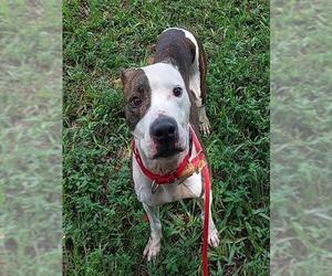 American Staffordshire Terrier Dogs for adoption in Fort Lauderdale, FL, USA