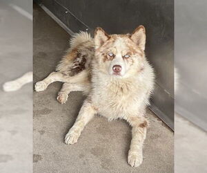 Aussie Siberian Dogs for adoption in San Bernardino, CA, USA