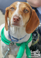 Doxle Dogs for adoption in Washington, DC, USA