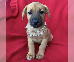 Labrador Retriever-Unknown Mix Dogs for adoption in San Diego, CA, USA