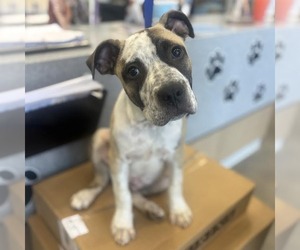 Mastiff-Unknown Mix Dogs for adoption in Sterling, MA, USA