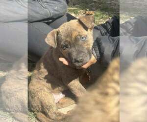 Mutt Dogs for adoption in Woodbury, NY, USA