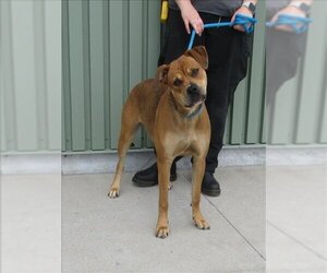 Chow Chow-Labrador Retriever Mix Dogs for adoption in Louisville, KY, USA