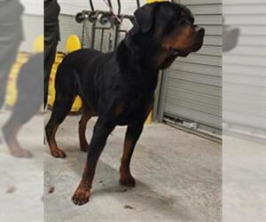 Rottweiler Dogs for adoption in Temple, TX, USA