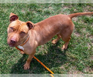 American Pit Bull Terrier Dogs for adoption in Louisville, KY, USA