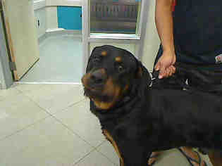 Rottweiler Dogs for adoption in Rancho Cucamonga, CA, USA